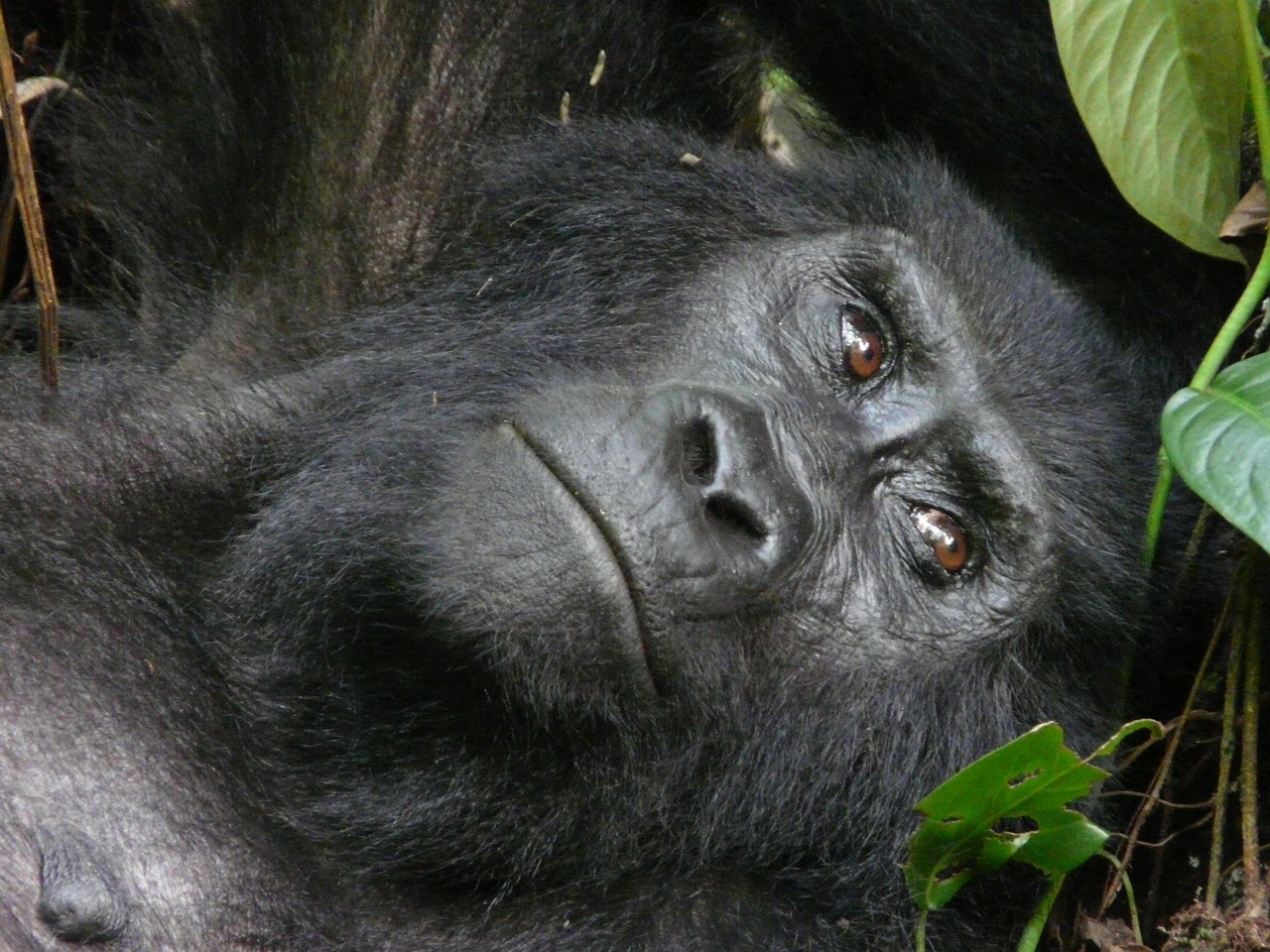 safari gallery image