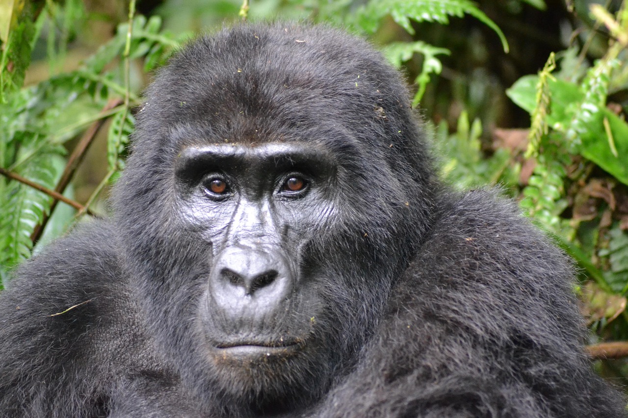safari gallery image