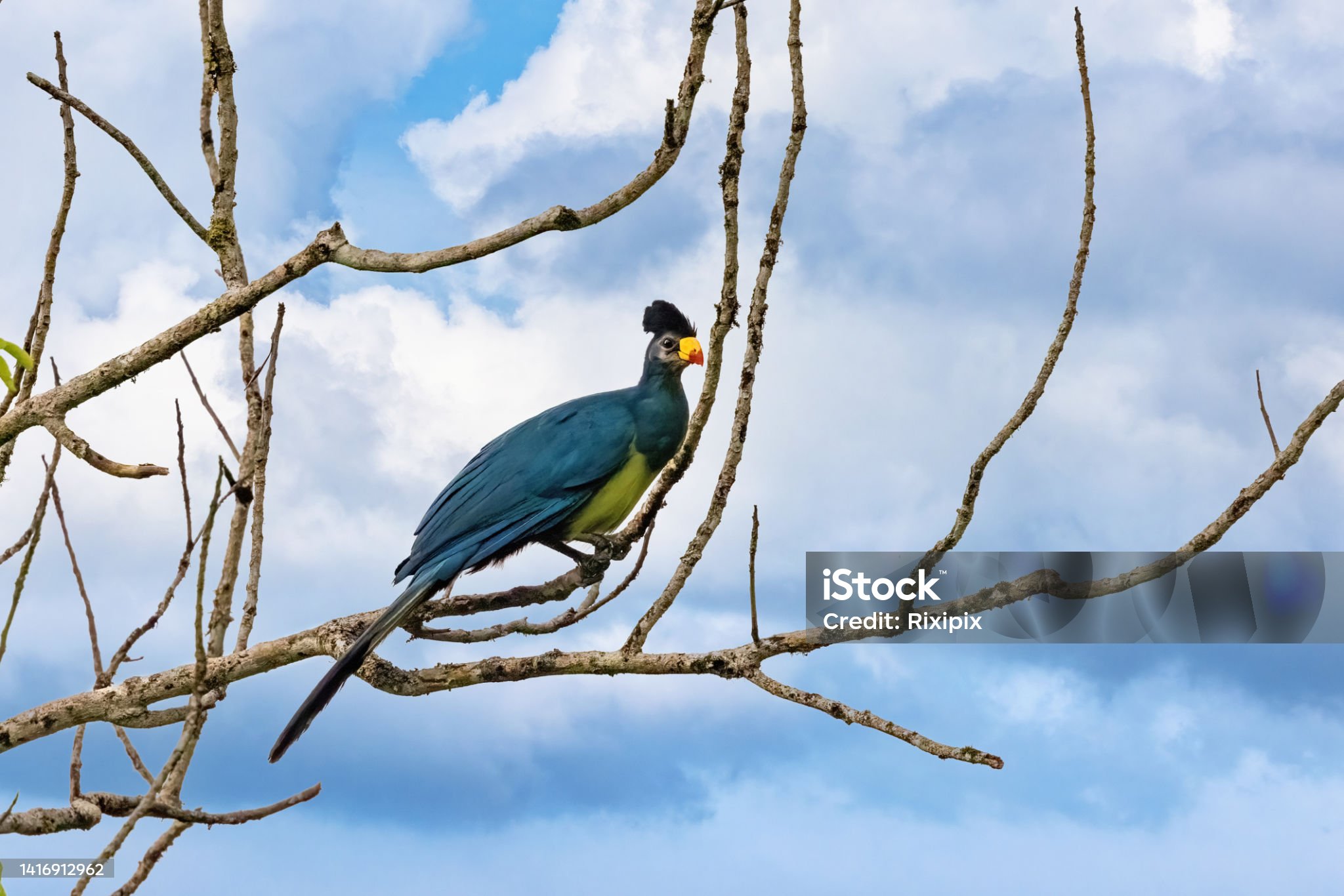 safari gallery image