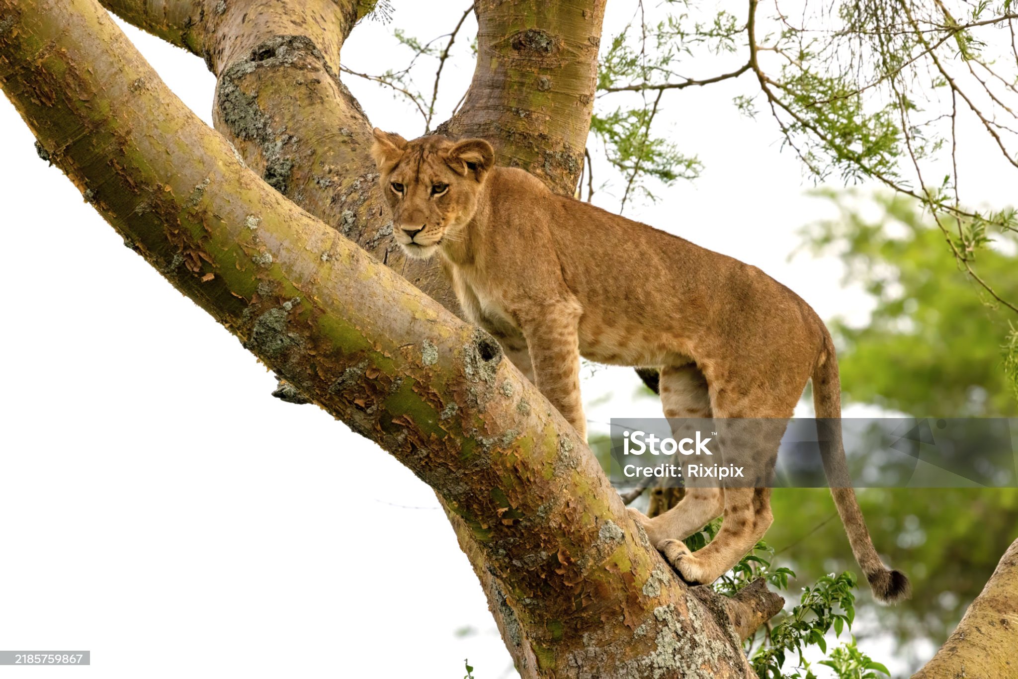 safari gallery image